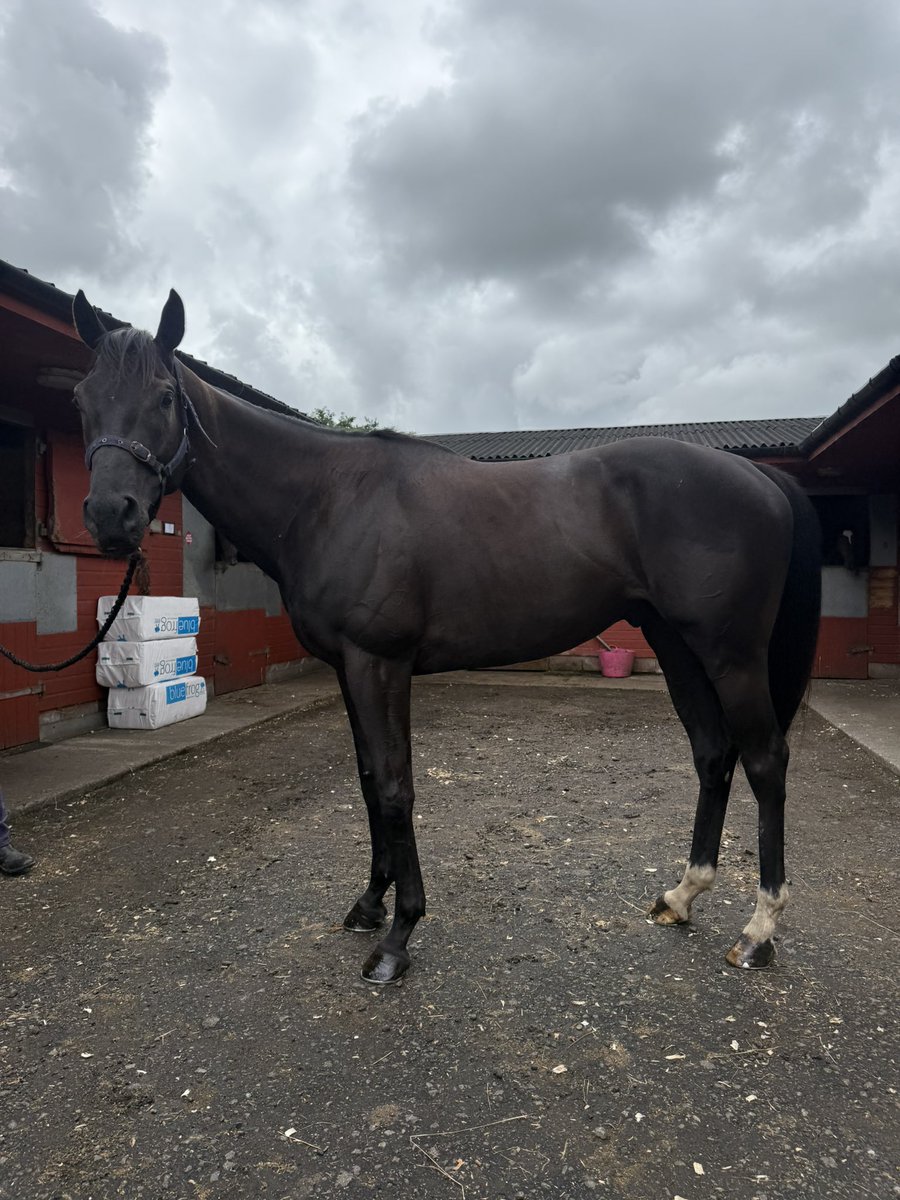 Katie Scott Racing (@k_scottracing) on Twitter photo Three newbies all settling in to life at Lindean
Elizabeth Bay <a href="/SummerstormBlo1/">Summerstorm Bloodstock</a>
Cooperation <a href="/URSAMAJORRACING/">Ursa Major Racing Ltd</a>
Black Storm <a href="/URSAMAJORRACING/">Ursa Major Racing Ltd</a> Three newbies all settling in to life at Lindean
Elizabeth Bay <a href="/SummerstormBlo1/">Summerstorm Bloodstock</a>
Cooperation <a href="/URSAMAJORRACING/">Ursa Major Racing Ltd</a>
Black Storm <a href="/URSAMAJORRACING/">Ursa Major Racing Ltd</a>