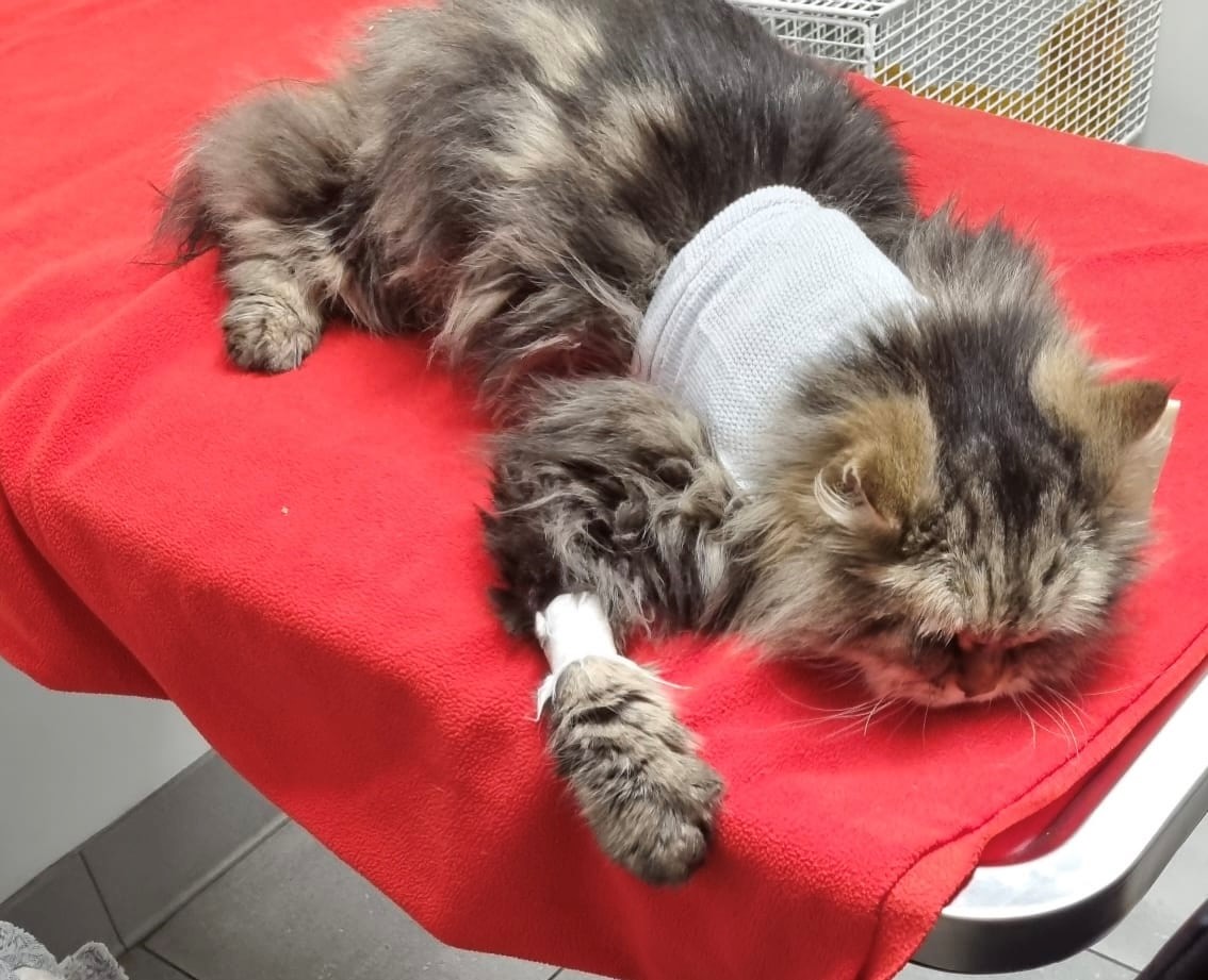 WorcsTS's tweet image. Meet Smokey - a beloved cat who nearly died after being treated with a fake flea product bought online containing a toxic insecticide
Don’t let this happen to your pet
✔️ Buy from trusted retailers
✔️ Check packaging for errors
✔️ Report suspicions
bit.ly/FakeFleaTreatm…