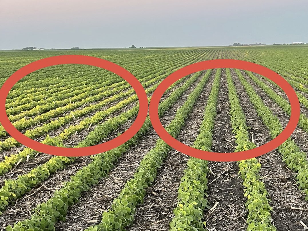 MasonClaude5's tweet image. 🚨Same field. Same soybean variety. Two drastically different outcomes.
Left: IDC symptoms
Right: wheel tracks
The IDC area has 623 ppm Fe in the tissue.
The “healthy” area? Just 326 ppm Fe. 🤯
So… is the plant really low on iron when we see IDC?
📸👇
#AgTwitter #Soybeans25