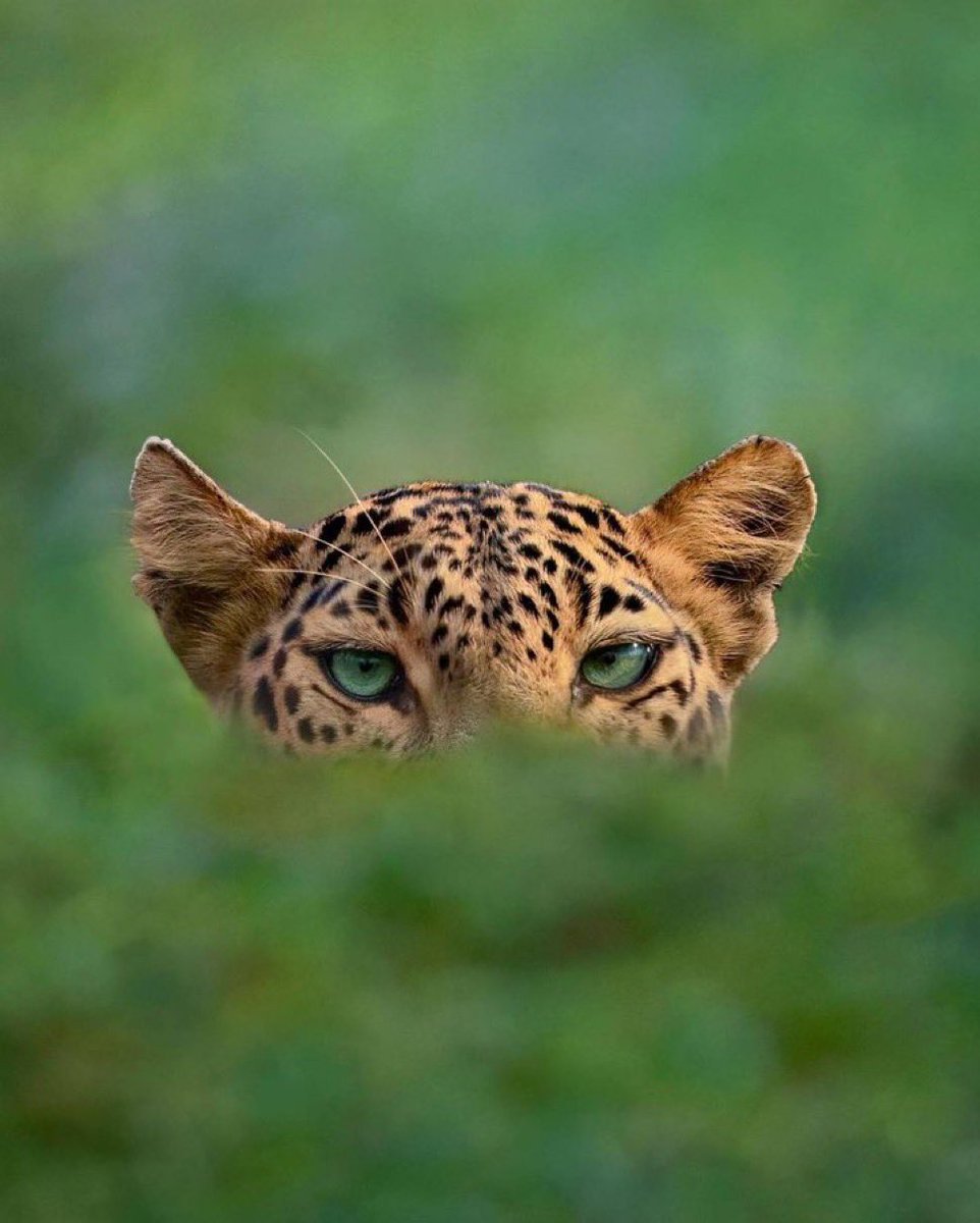 BioavailableNd's tweet image. The look I give when you skip breakfast, sit all day, blasting blue light past midnight, and still blame carbs for all your problems.