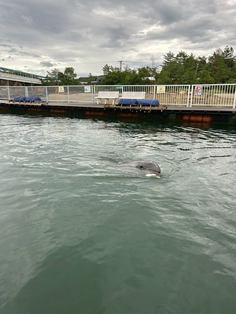 seadonut's tweet image. What is that?
(それはなんですか?)
This is puffer fish.
(これはフグです。)
※このあとスタッフが外の海ににがしました。