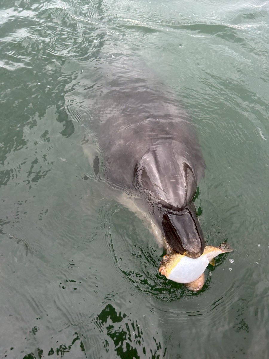seadonut's tweet image. What is that?
(それはなんですか?)
This is puffer fish.
(これはフグです。)
※このあとスタッフが外の海ににがしました。