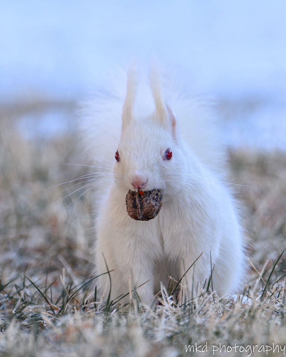 m_kudo44's tweet image. 見つけたのぉ
#hokkaidosquirrel