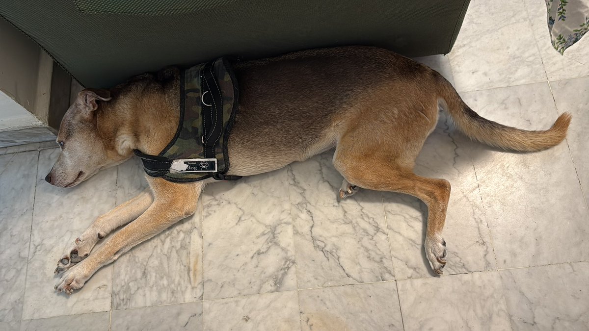 My companion resting 🐶 

ADAg3ZdLCuHFPAT351BT5wE2NVeY4JHguJyd1nBMbonk

$DOG