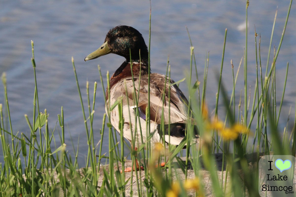 We are in the middle of July, Lakes Appreciation Month! 🌊💙

With 2 million lakes in Canada, there are many opportunities to be in nature. 🏞️

To celebrate the beauty of our lakes, I will be posting photos of wildlife on #LakeSimcoe.

#ILoveLakeSimcoe <a href="/LSRCA/">Lake Simcoe CA</a> <a href="/ONenvironment/">Environment Ontario</a>