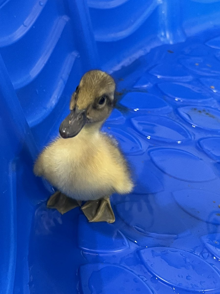 officialJSClark's tweet image. Life update:
Moved into new house. Got some ducks.
Had a tornado touch down half a mile from my pasture.