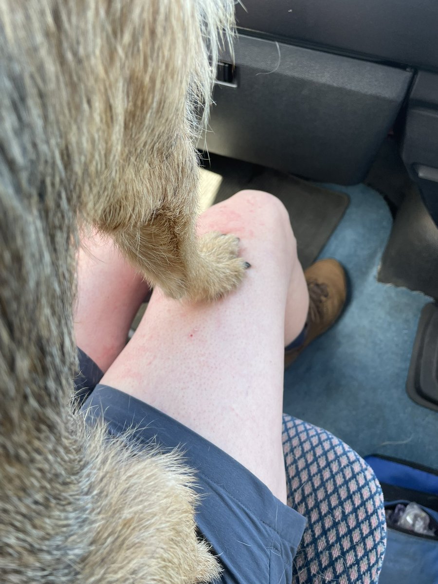 Mum says this is why they’ve never taken me for trips in the campervan before 😬