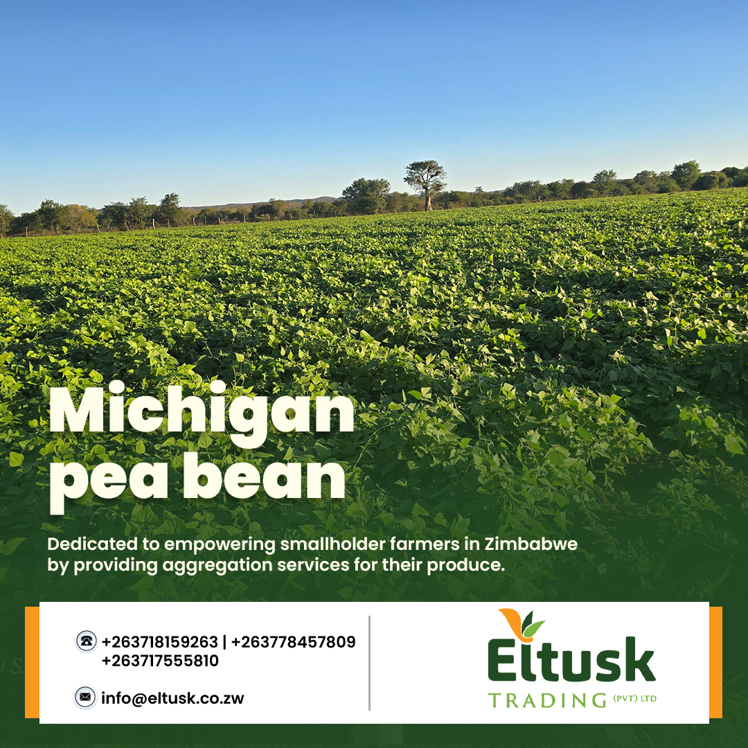 At Eltusk, contract farming isn’t just business — it’s our commitment to uplifting smallholder farmers across Michigan. Through structured support, reliable markets, and expert guidance in pea bean farming, we’re growing more than crops — we’re growing stronger communities. 💪🌾