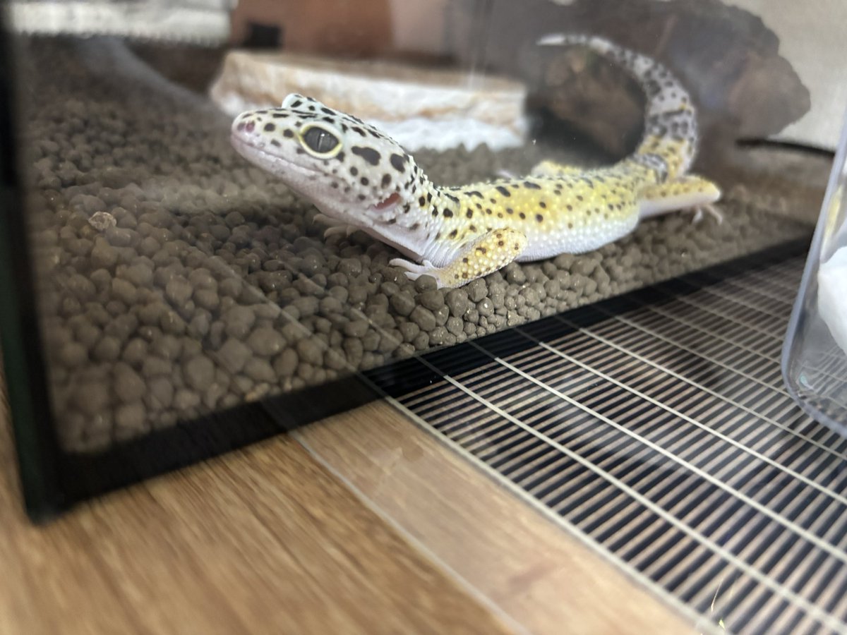 最近新しい家族が増えました🦎