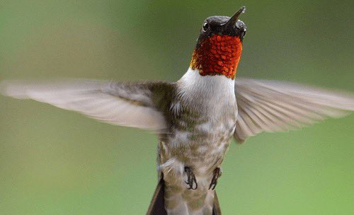 GM🕊️May this Wednesday uplift you with the hummingbird's vibrant spirit and a touch of nature's magic!🌿✨

opensea.io/item/ethereum/…