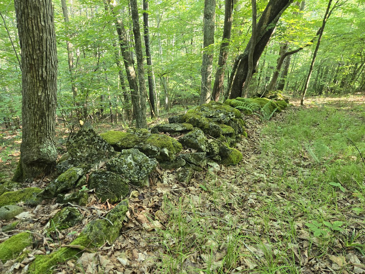 VTFlatlander's tweet image. There's something enchanted about a rock wall deep in the forest