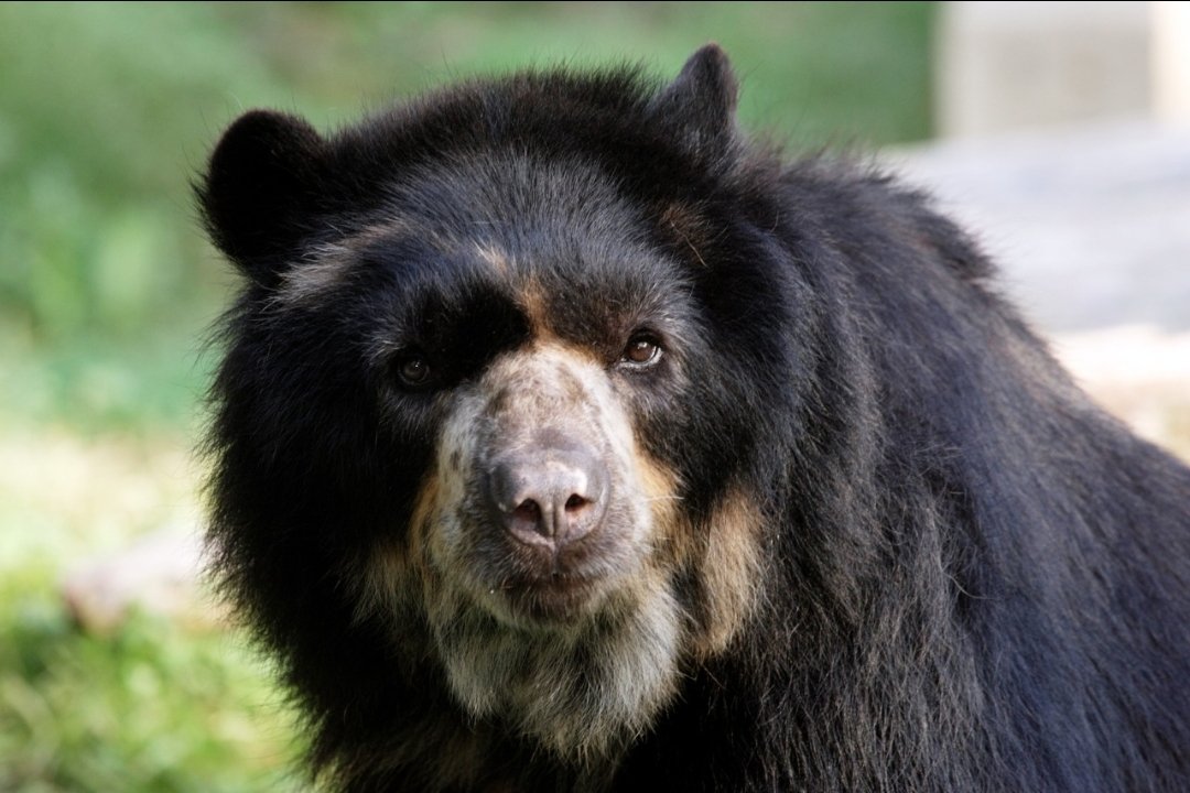 SBVerdeCund's tweet photo. El oso de anteojos, la rana dorada, los colibríes y los frailejones no son símbolos, viven aquí. Cundinamarca es biodiversidad real, viva y nuestra. Está en los páramos, en los bosques, en lo que somos. Y sí, vale la pena celebrarla.  #DíaDeCundinamarca #16DeJulio https://t.co/OVPs9XtBEs