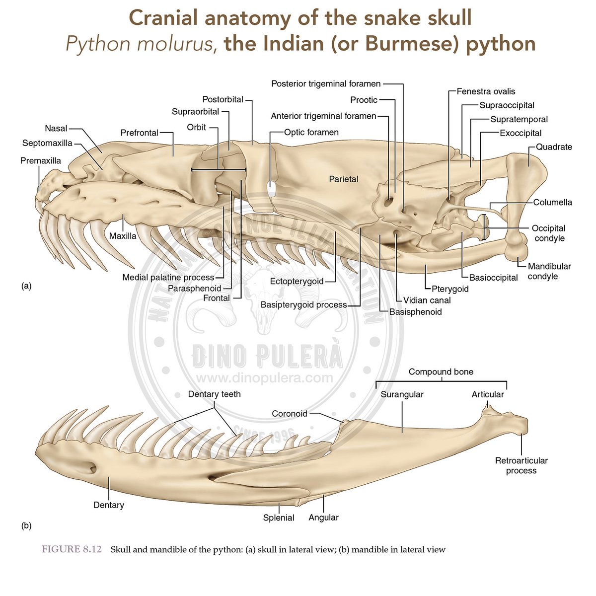 Happy World Snake Day!

This day is dedicate to raising awareness of the beauty, diversity, and ecological value of these amazing and often misunderstood reptiles

Here’s the skull of a python created for my book, The Dissection of Vertebrates
#snake #SciArt #WorldSnakeDay #skull