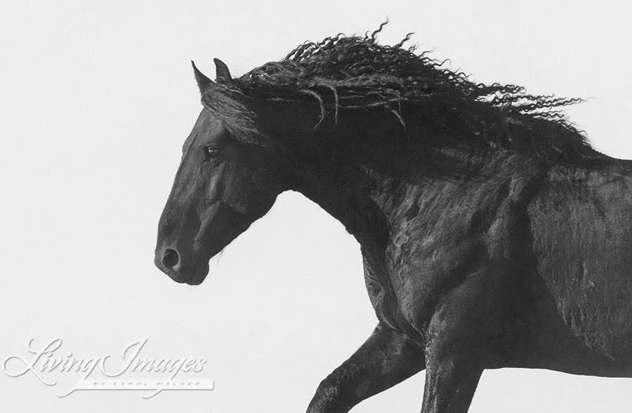 Some good wild horse news came out of Wyoming:
facebook.com/share/1AtVRWqx…