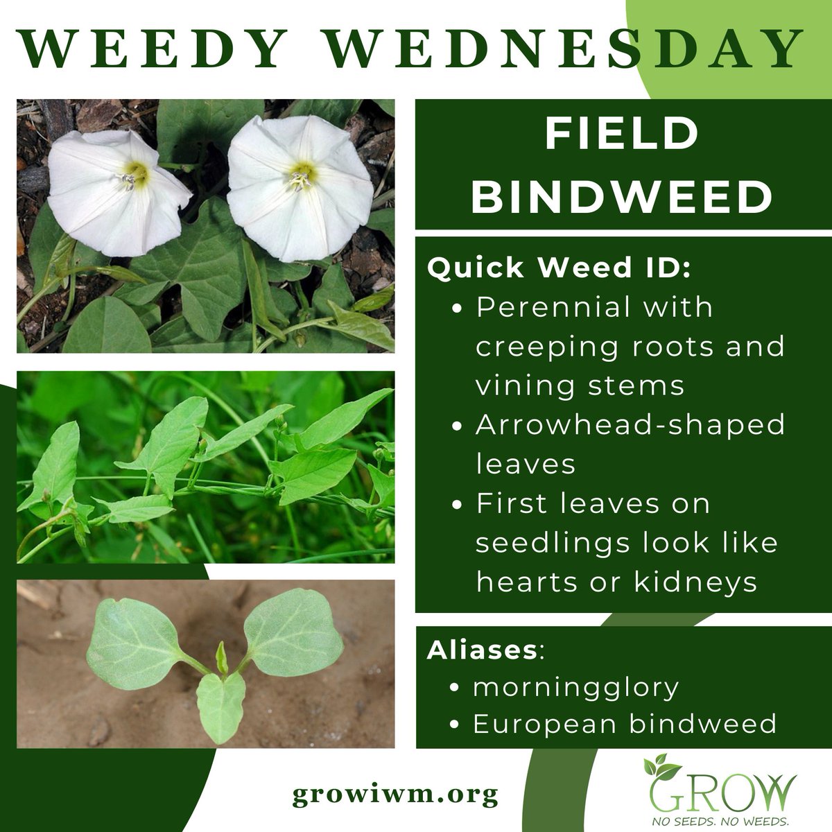 GetRidOfWeeds's tweet image. Today is another Weedy Wednesday, a monthly spotlight on weed identification tips from GROW!
Purushottam Gyawali (@gyawalipg93), a @TAMUWeedNinjas grad student with Dr. Muthu Bagavathiannan, has some quick tips on how to identify field bindweed (and be sure to watch the…