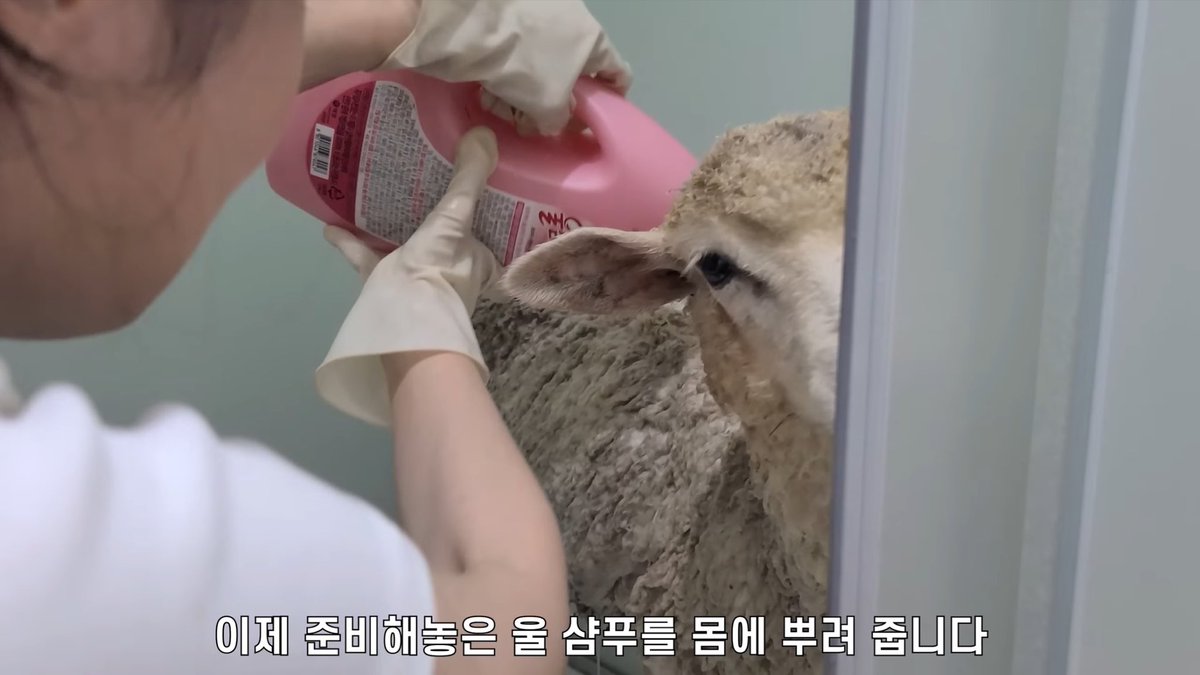 하 시발 양 목욕시키는데 울샴푸씀