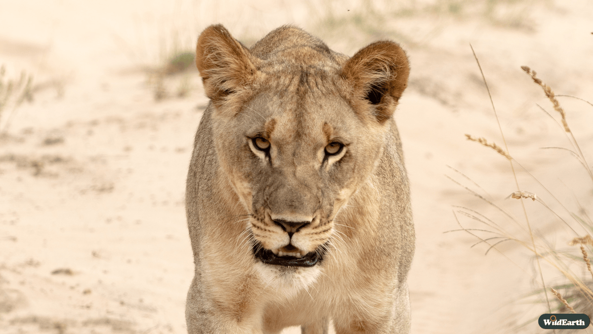 WildEarth tweet media