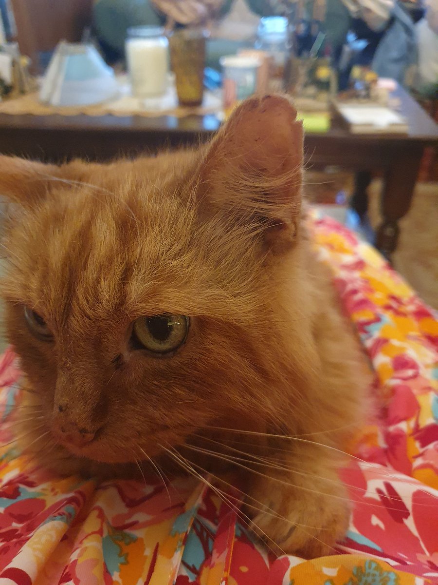 I had to make the decision to have Fred put to sleep today. He was 15, and had a cancerous tumour in his ear, which was haemorraging and causing him great distress. His passing was quick, and peaceful, and I held him. It was the right choice.
Why then do I feel so bad??😭