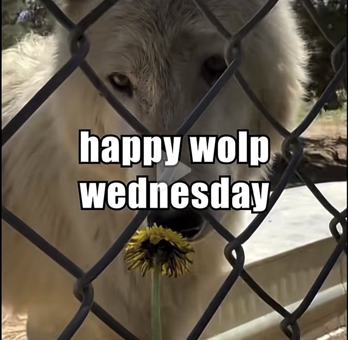 wolp