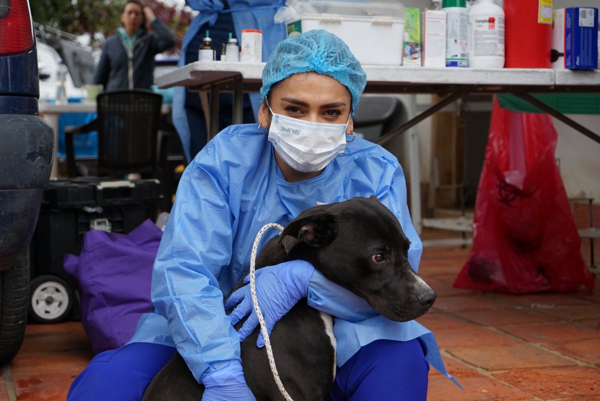 El compromiso del @IPYBAC con la esterilización y la atención médica veterinaria prioritaria contribuye a un Cundinamarca sostenible y respetuoso con la vida. 

#DíaDeCundinamarca #16DeJulio