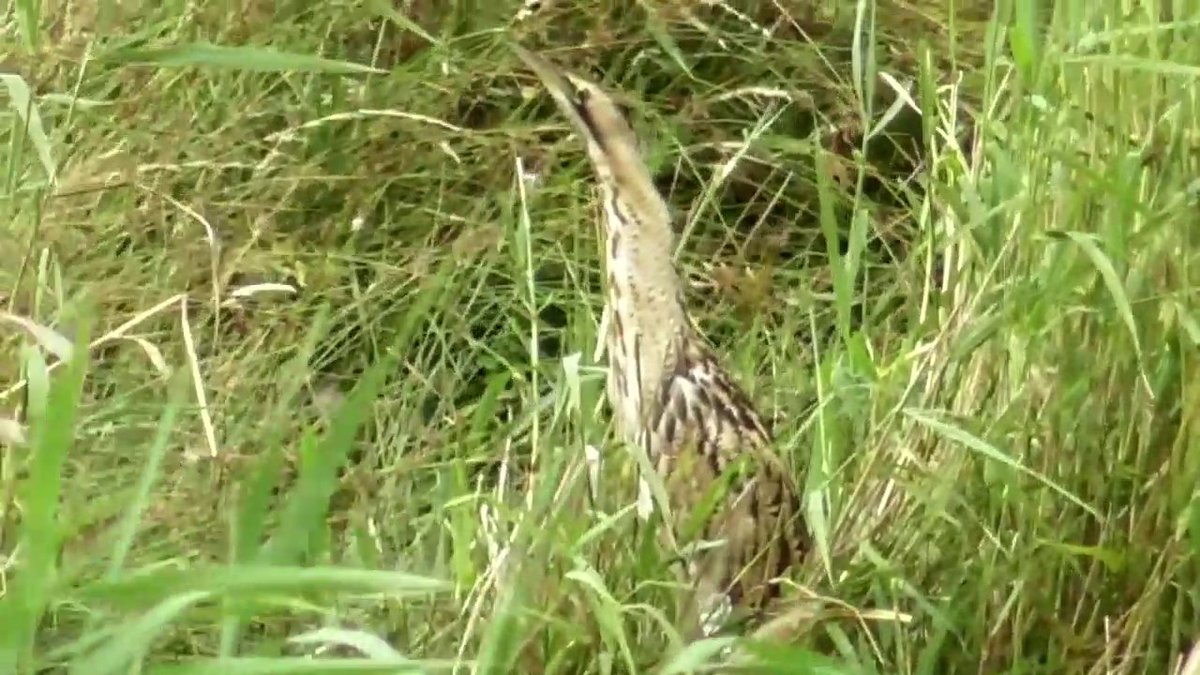 KennyHills17's tweet image. Bittern showing from the V d B hide ( photo )on 14 July 2025 at WWT Slimbridge Gloucestershire