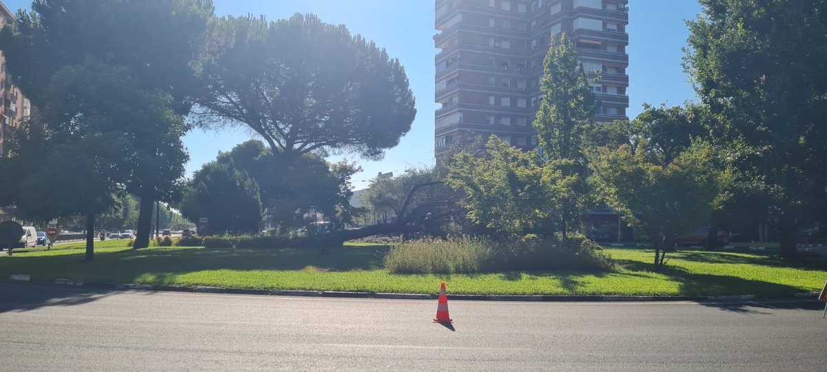🌳Lo que ocurre con el #arbolado en #Talavera es el mejor ejemplo de qué pasa cuando Vox controla la Concejalía de Medio Ambiente.

👉+Info: lc.cx/Nd6iEU