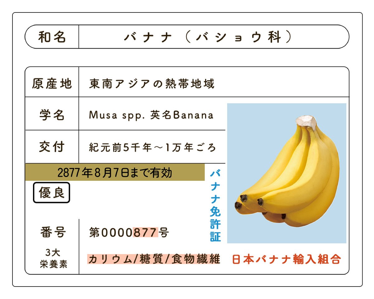 banana_univ's tweet image. 💭もしバナナが人間だったら...🧐

バナナの免許証を作っちゃいました✨🍌
実は、運転歴5千年超えの超優良ドライバー?!(≧◇≦)

それはスゴい！と思ってくれた方「いいね」❤️してくださいね！
🍌banana