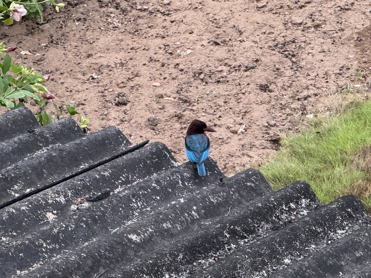 My neighbour relaxing.