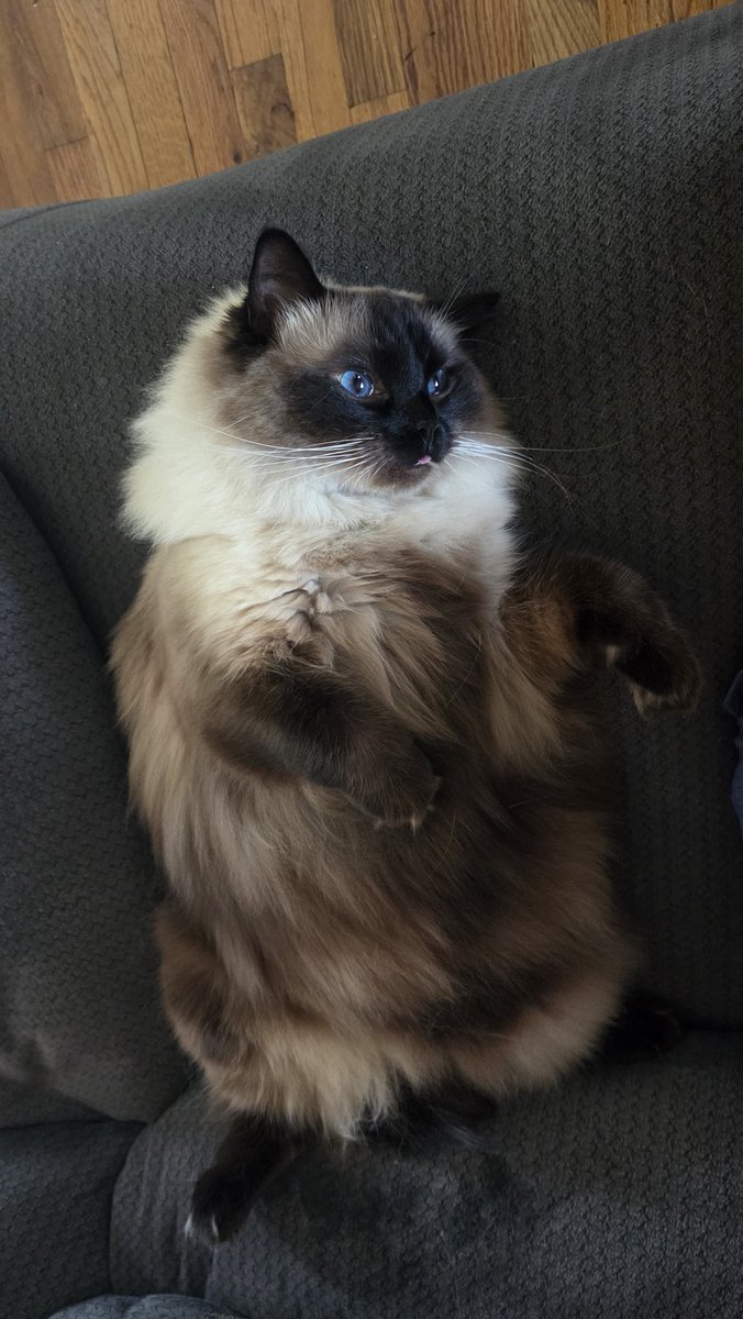 #MerlinTheRagdollCat #Ragdollcats