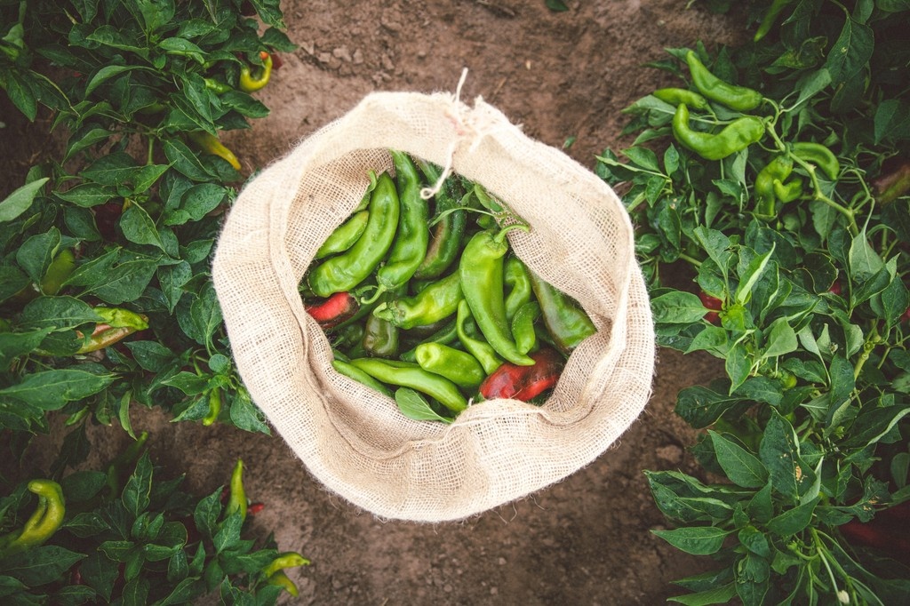 Are you counting down the days to Hatch Chile season, like we are?  😊

The fields are looking great, and we're expecting our first harvest at the end of the month. 🌶️

What's your favorite dish to make with #HatchChiles?

#MelissasProduce #HatchChileChamps