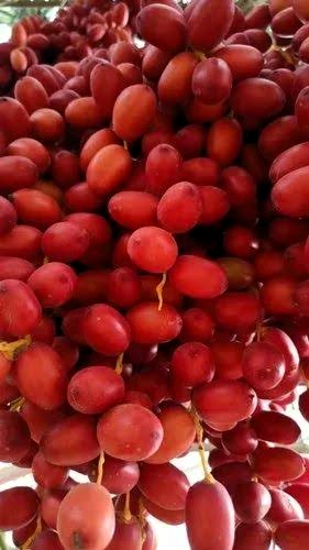For ages, Arab traders had trade relations with Kutch. They were settled in the Mundra area. They used to eat dates &amp; throw away seeds on the river banks. Kharek plants grew from date seeds. Kharek is date, but due to lower temperature of Kutch than Arab countries, it could not
