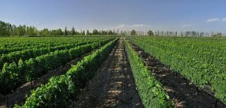 FelicitasBV's tweet image. El poderío económico de Mendoza blinda el tema en los medios nacionales. 
Varios empresarios de medios  tienen importantes negocios en cuyo, y asumir que se riega con agua robada, generando un grave ambiental y pobreza a unos km, no es tan cool.