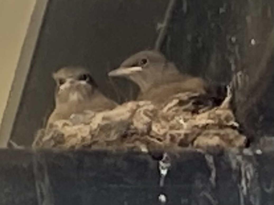 wildcreativity's tweet image. Flying from a nest
under the library eaves
fledgling flycatchers.
#haiku