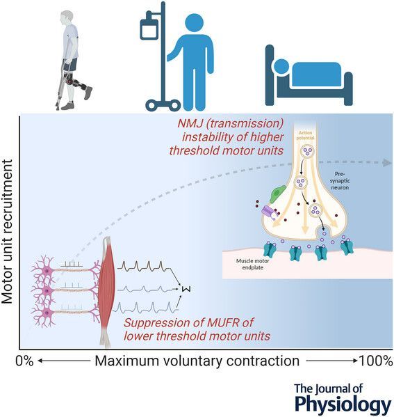 JPhysiol's tweet image. Mathew Piasecki (@UniofNottingham) discusses motor unit adaptation to disuse: crossing the threshold from firing rate suppression to #neuromuscular junction transmission ⚙️ 🔎
📖 Read the #TopicalReview here: buff.ly/kzASGVw