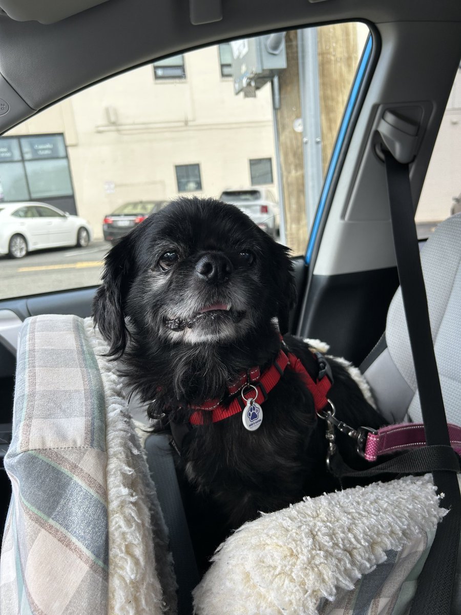 Day 15: give something away
Day 16: begins with N

I would like to give away my nose, which keeps making me sneeze. 

#dogsoftwitter #PostAFavPic4VioletJul25 <a href="/Violet_theNewfy/">Violet the Newfy</a>