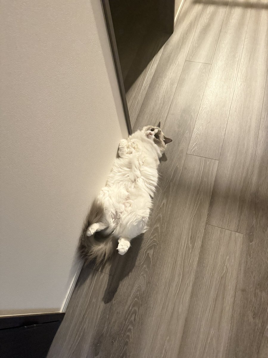 ragdoll0504's tweet image. この場所の冷房の風当たり具合が、寒すぎず暑すぎず、ちょうどいい