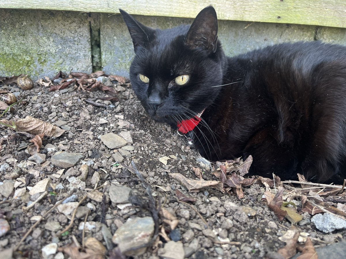 Magicpanfur's tweet image. Sending love & hugs to you all, gonna miss you pal ππ#HedgewatchForAllanPoes