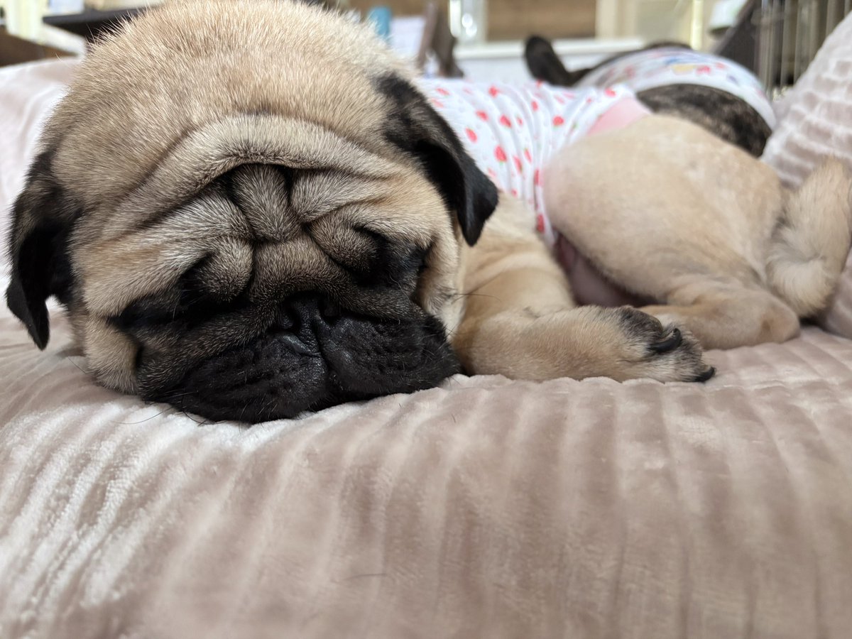 chachamaru_pug's tweet image. 顔が溶けてる

#pug #パグ