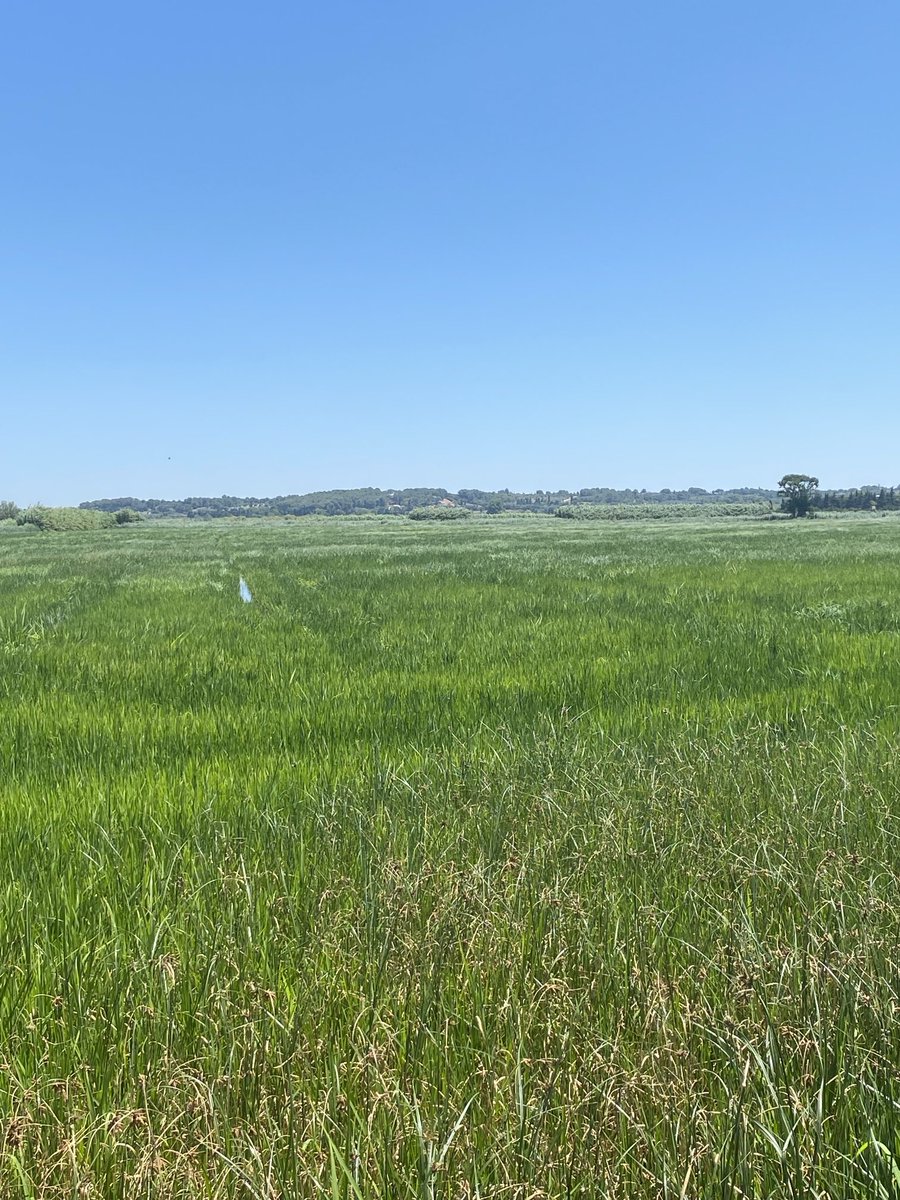 Culture du riz, en Camargue
