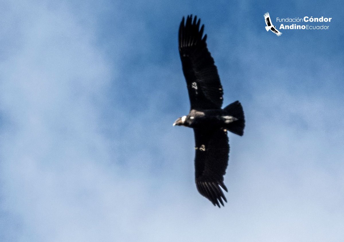 CondorFundacion's tweet image. 📸 ¡Buenas noticias! #Valentino, el cóndor (#23), reinsertado en el sur del 🇪🇨, fue avistado en campo. Desde abril ha volado +1100 km.
📡 Pero en su zona planean el mayor parque eólico del país: un riesgo si no se mitigan impactos.
#CóndorAndino #Conservación