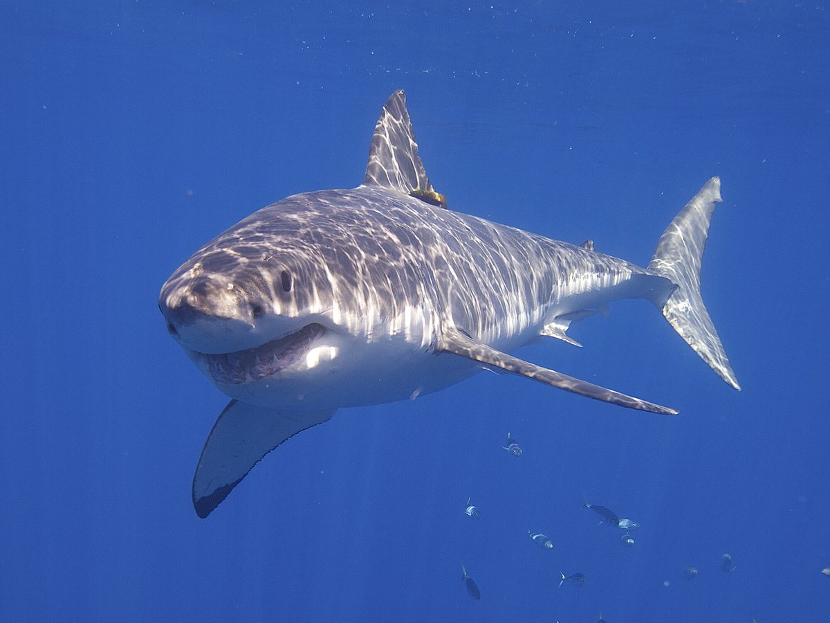 Happy shark awareness day!! 💙🦈

Shark fact: sharks aren't monsters (like certain movies portray them) they are important predators who keep the ecosystem in balance