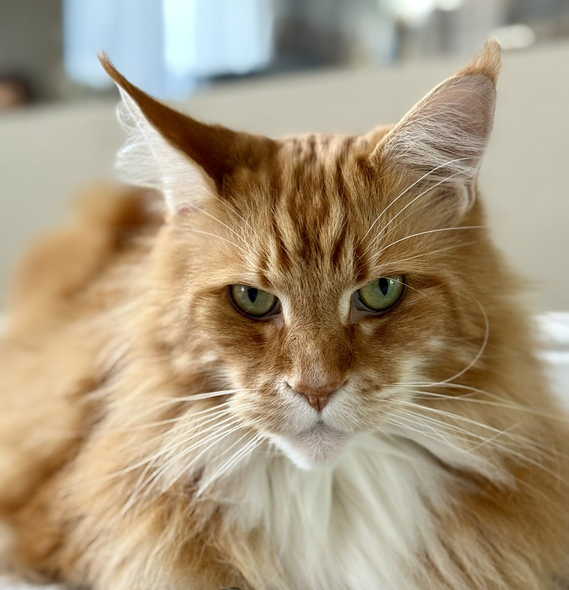 buddy_gizmo's tweet image. Hypno-loaf Gizmo says send him Whiskas Crunch please and thank you, he’s only got 4 packets of his favourite treats left 😹😹🦁🦁 #kittyloafmonday #teamfloof #CatsOfTwitter