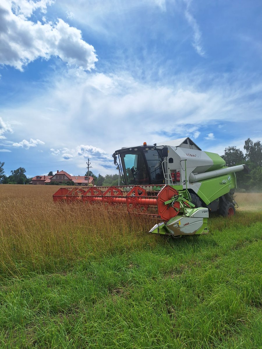 peteraposjme's tweet image. Srha laločnatá je sklizená.