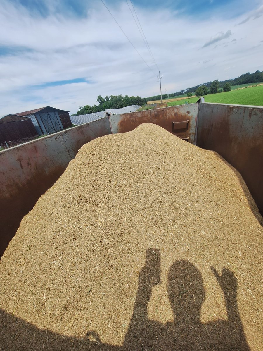 peteraposjme's tweet image. Srha laločnatá je sklizená.