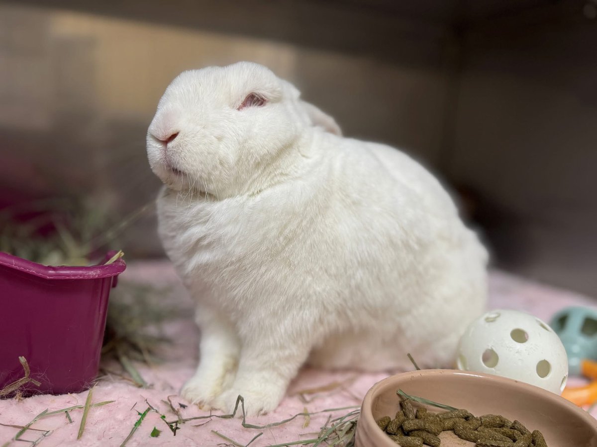 HouseRabbit's tweet image. At nearly 10 years old, Snow is the oldest rabbit in our care. He's gentle, quiet, and endlessly sweet; the kind of rabbit who just wants a soft spot to nap and someone to love him. π©΅π
Your generosity helps rabbits like Snow. Give today at houserabbit.org/donate