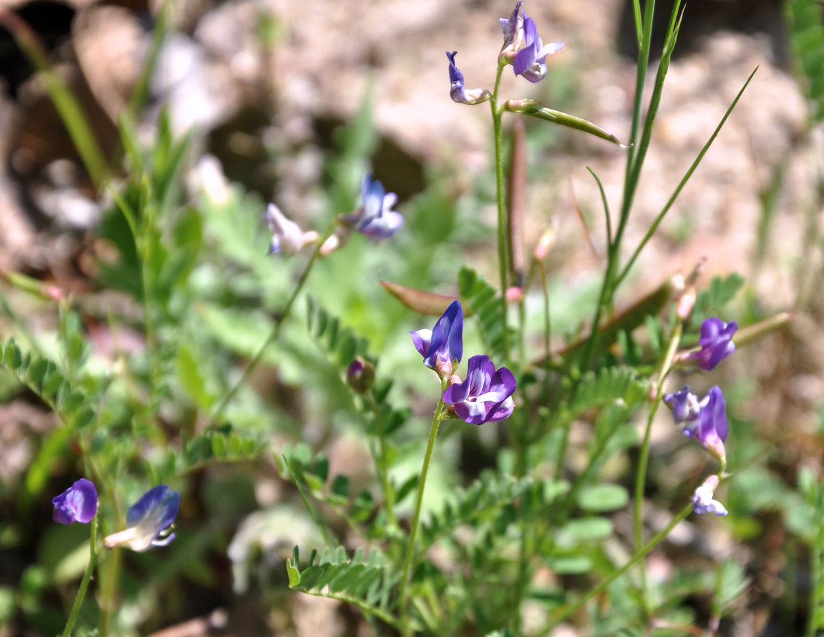 RobertGFerrell's tweet image. Wildflower of the day: Smallflower milk-vetch/Turkeypea (Astragalus nuttallianus).