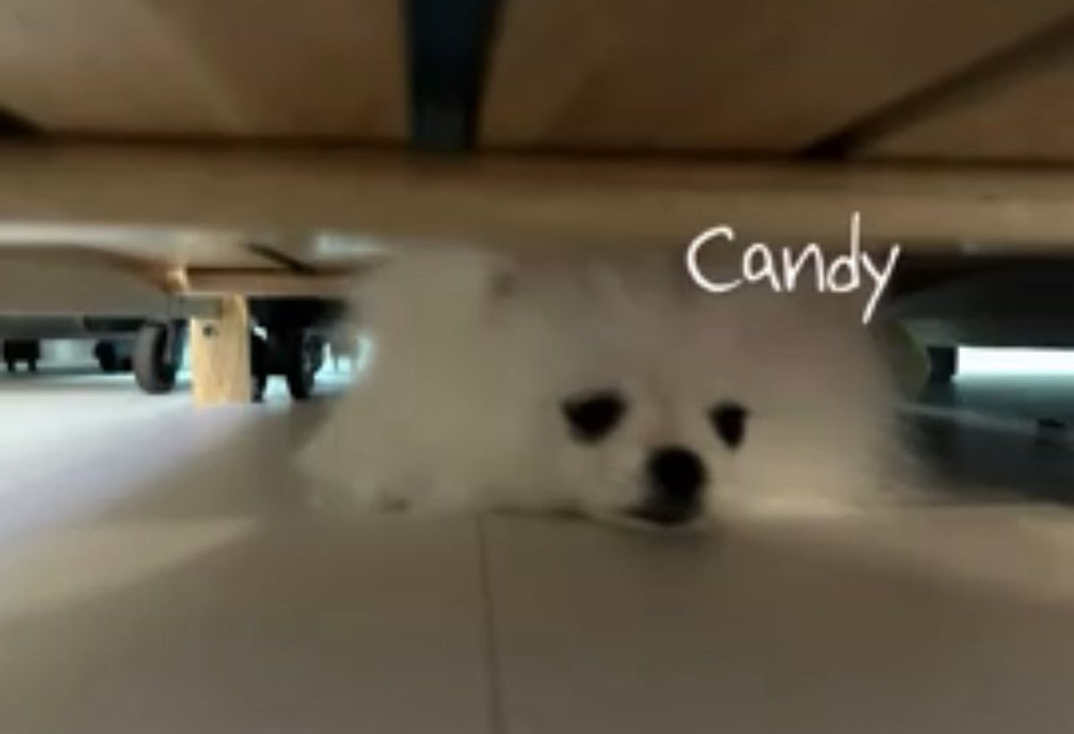 junghwan's dog 'candy' for his mom 🥹💙