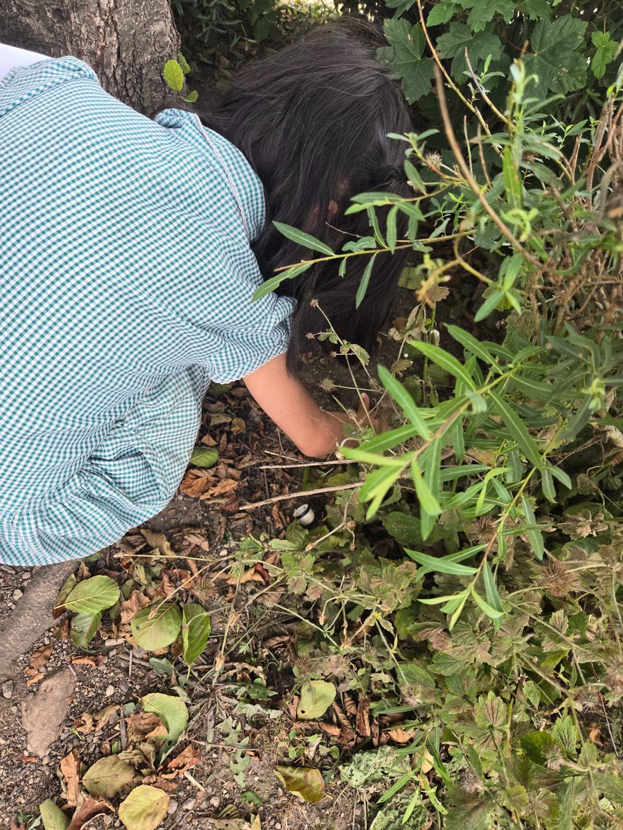 Year Two have been exploring different micro-habitats to see what the conditions are like and who lives there, as part of their work on their enquiry question, "What will I find in a habitat?"