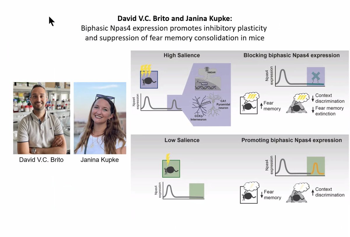 David Brito (@davidvcbrito) on Twitter photo Honoured to receive with <a href="/janinakupke/">Janina Kupke</a> the 2025 IZN/Chica and Heinz Schaller Young Investigator Neuroscience Award for our paper on <a href="/molpsychiatry/">molecularpsychiatry</a> Honoured to receive with <a href="/janinakupke/">Janina Kupke</a> the 2025 IZN/Chica and Heinz Schaller Young Investigator Neuroscience Award for our paper on <a href="/molpsychiatry/">molecularpsychiatry</a>