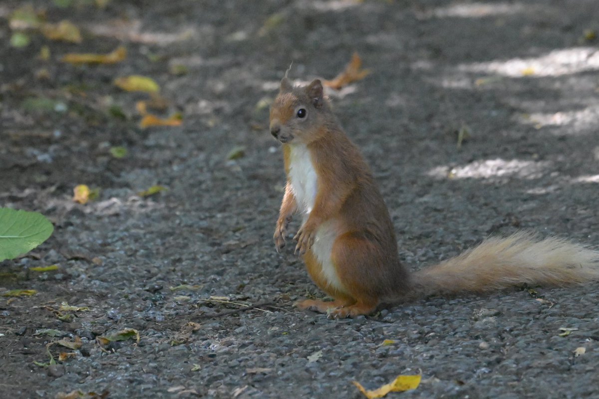 markhows's tweet image. Always a delight to see Red Squirrels when I visit Scotland